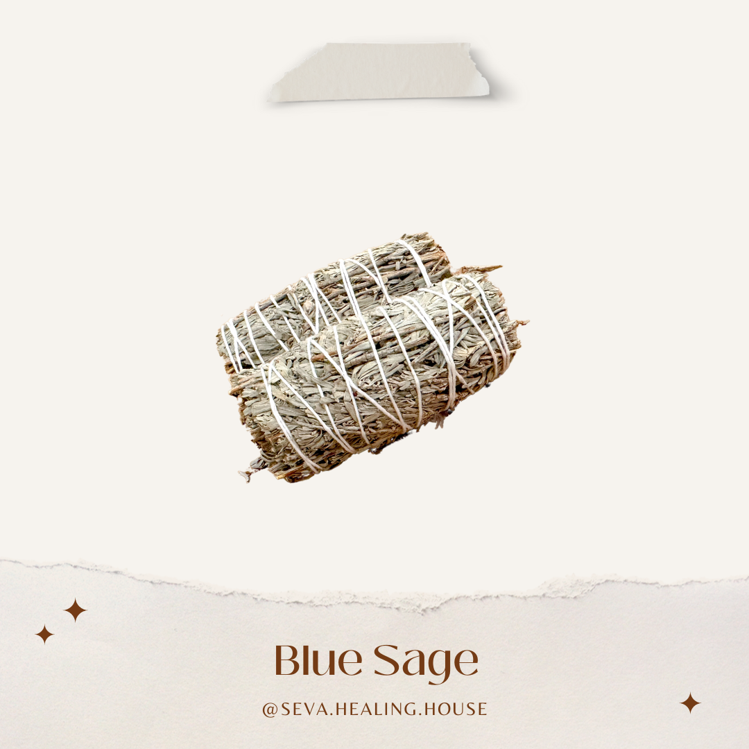 藍鼠尾草 Blue Sage
