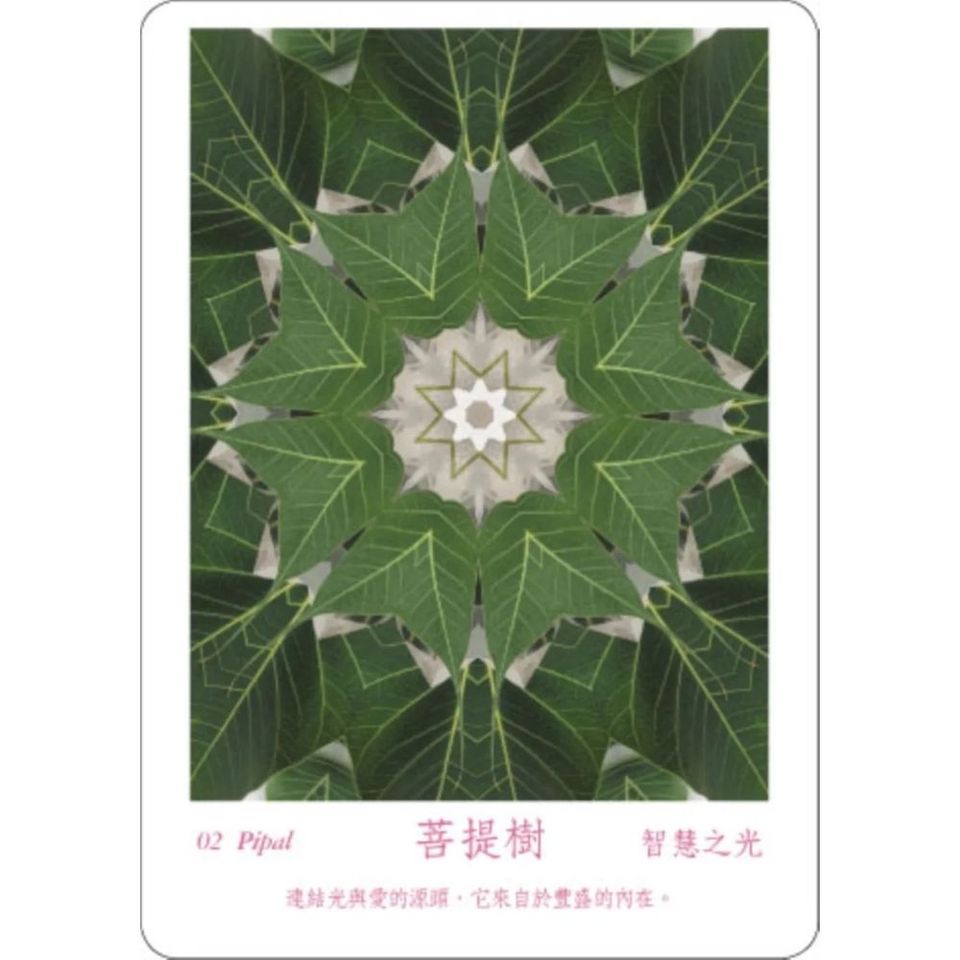 ATIPAYA愛緹帕亞全頻能量花晶療癒卡（精裝磁扣書盒＋61牌卡＋專書＋專用布套）