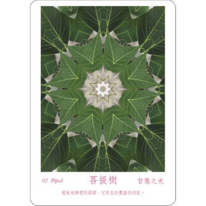 ATIPAYA愛緹帕亞全頻能量花晶療癒卡（精裝磁扣書盒＋61牌卡＋專書＋專用布套）