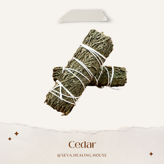 雪松杖 Cedar