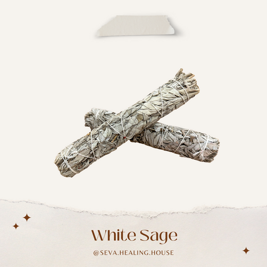 白鼠尾草 White Sage